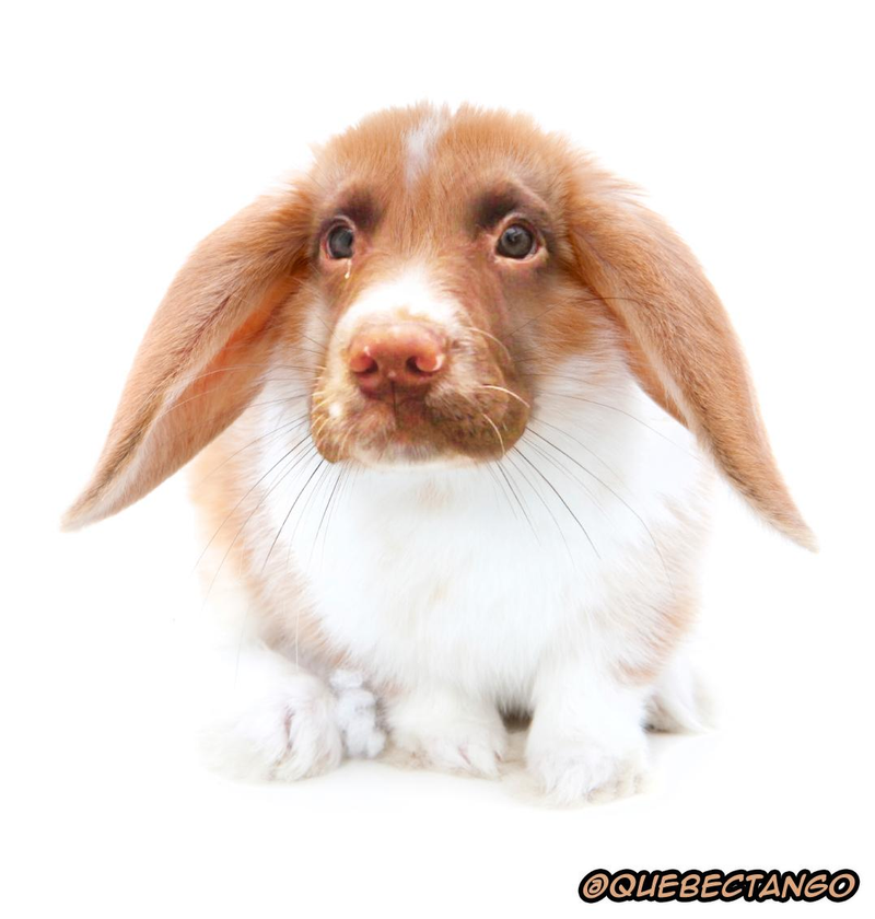 Illustration for article titled Yikes, these animal hybrids are so hilariously terrifying